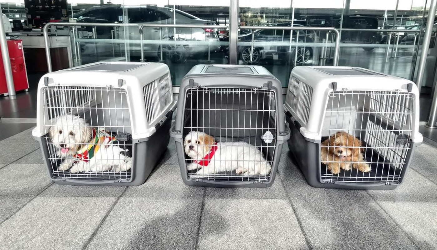 Comparatif des matériaux : choisir la meilleure cage pour les voyages aériens